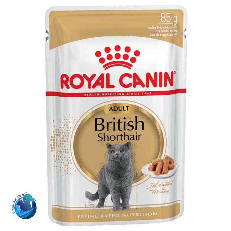 پوچ گربه بریتیش رویال کنین – british shorthair royal canin